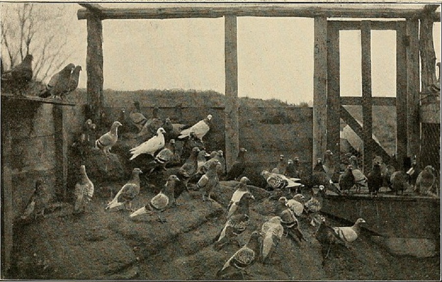 Elevage de pigeons