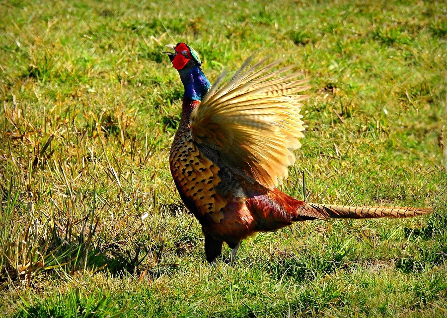 Faisans dans la nature