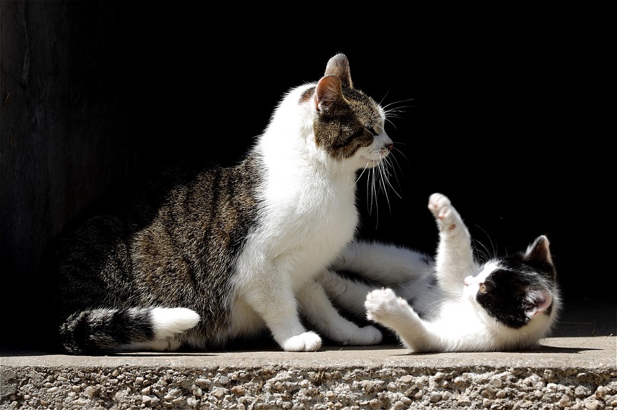 Chat adulte et chaton jouant ensemble, illustrant la prévention, le bien-être et la protection santé du chat.