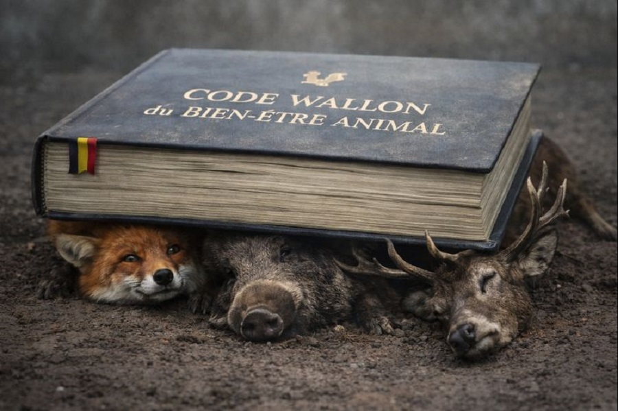 Photo symbolique : Renard, sanglier, cerf écrasés par le poids du Code Wallon du bien-être animal
