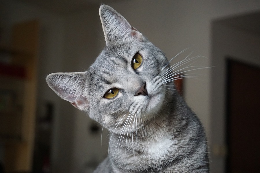 Chat