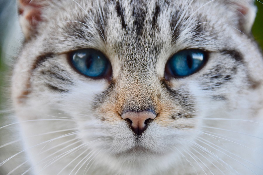 Chat
