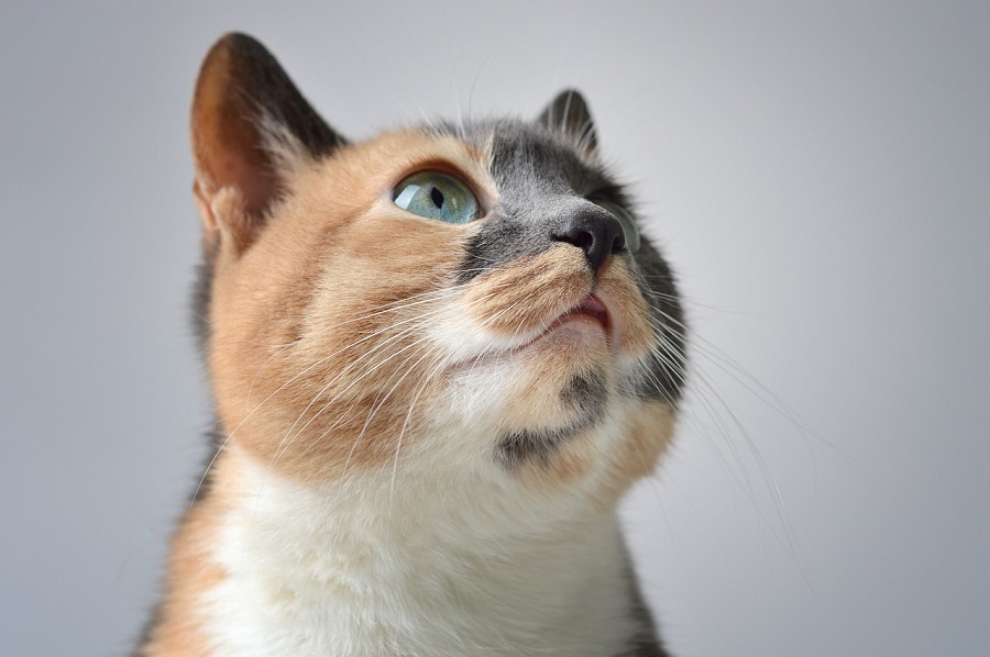 Chat