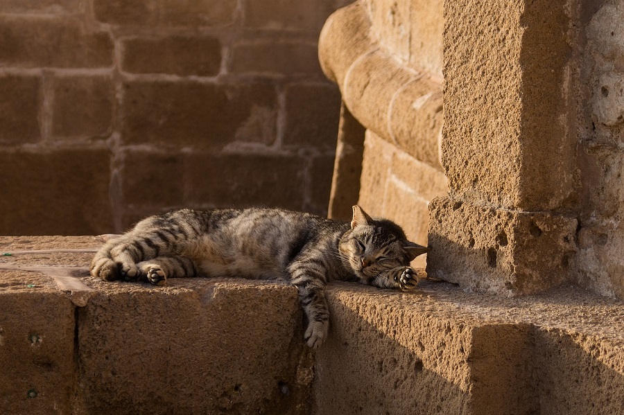 Chat