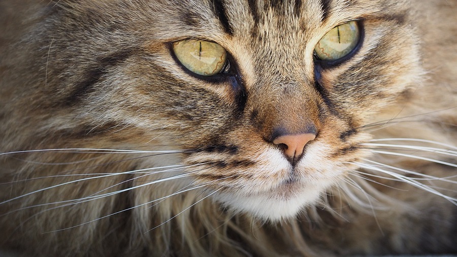 Chat