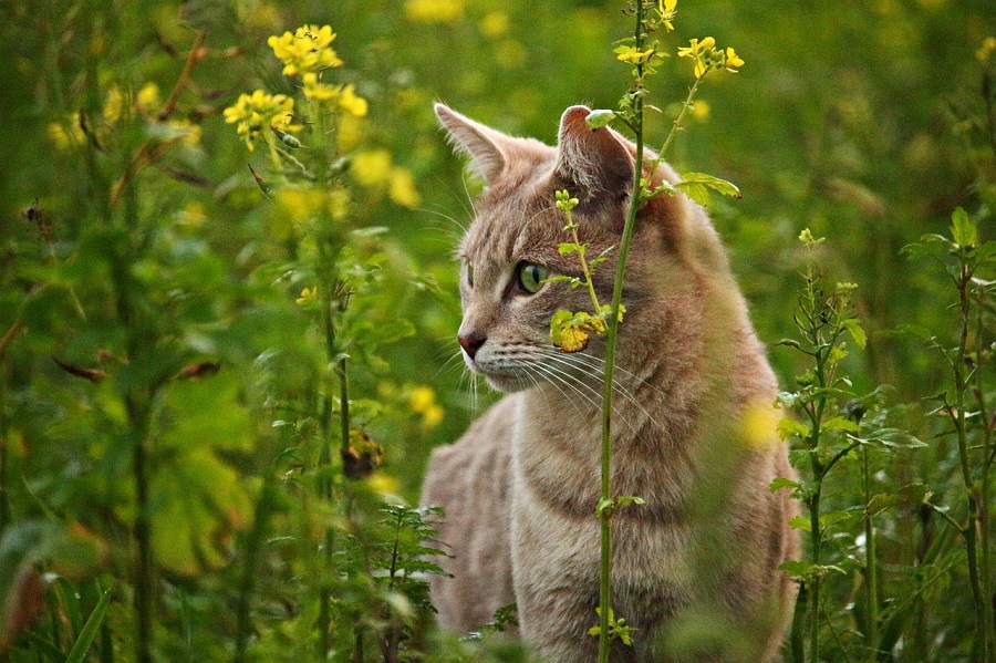 Chat