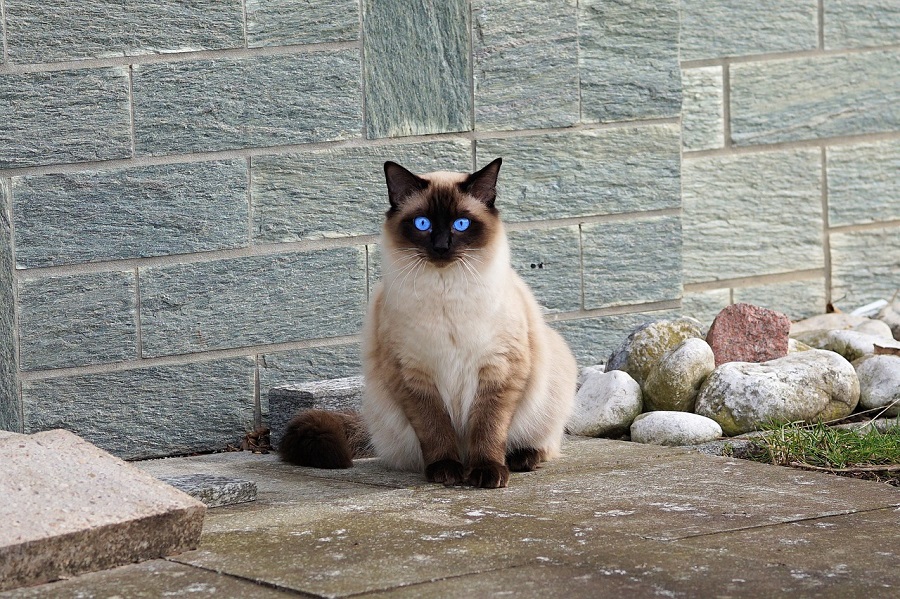 Chat