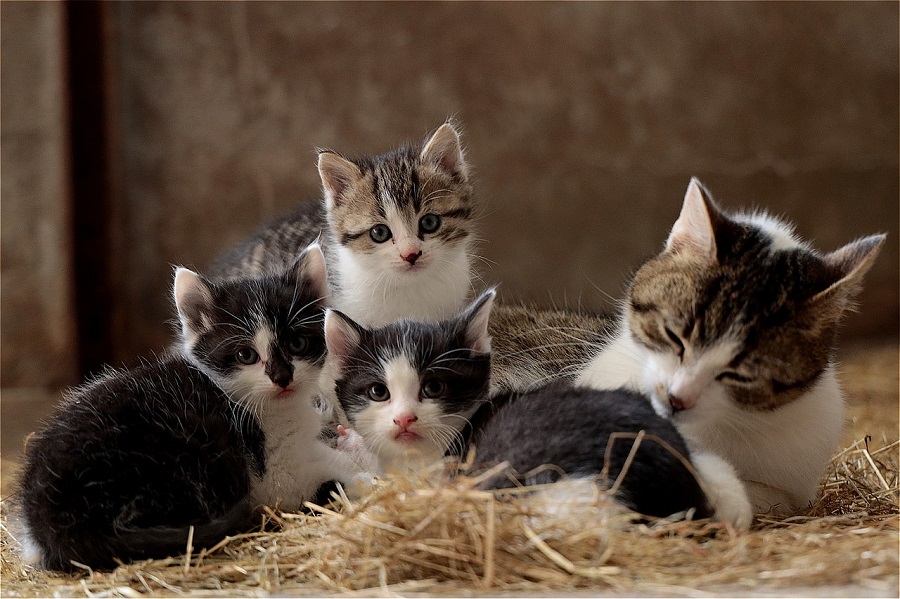 Chatons