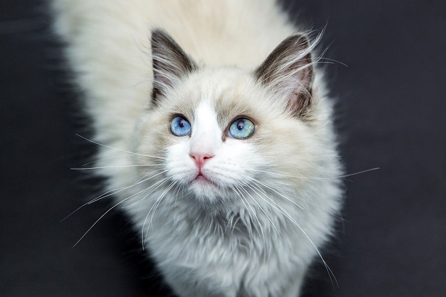 Chat