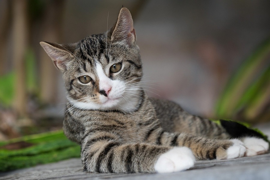 Chat