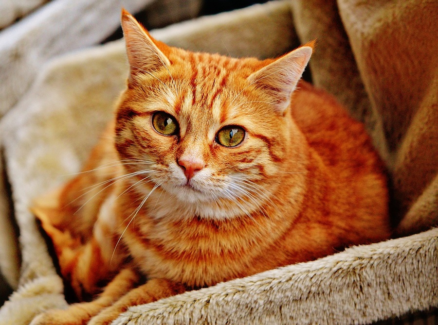 Chat