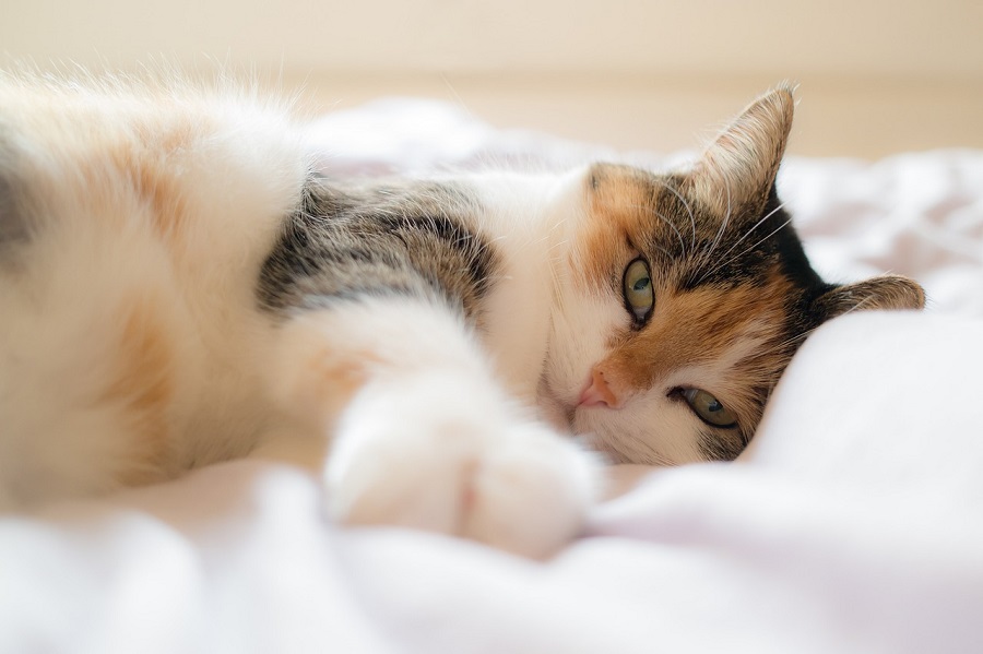 Chat