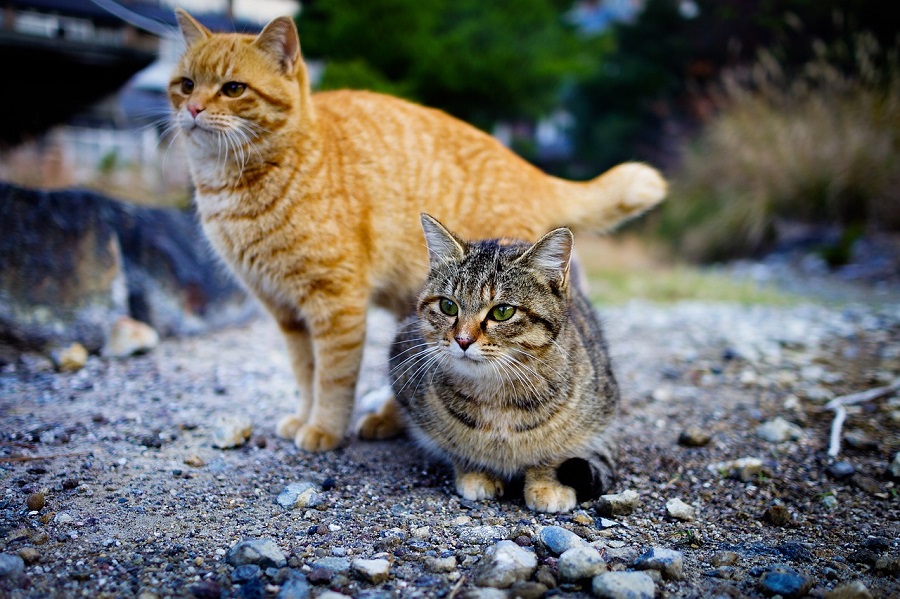 Chats