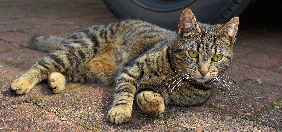 Chat