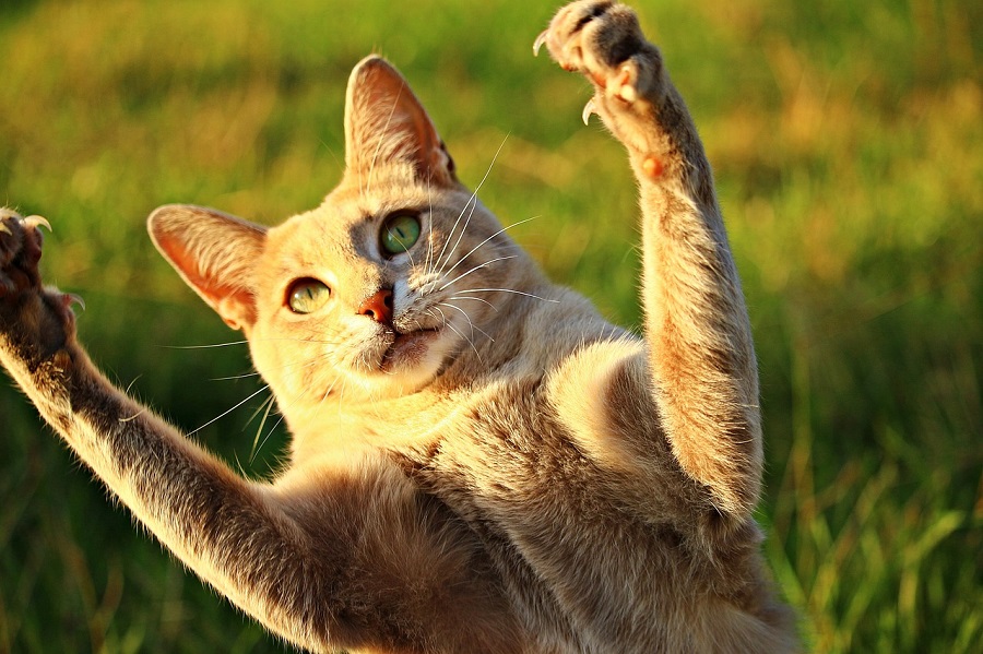 Chat
