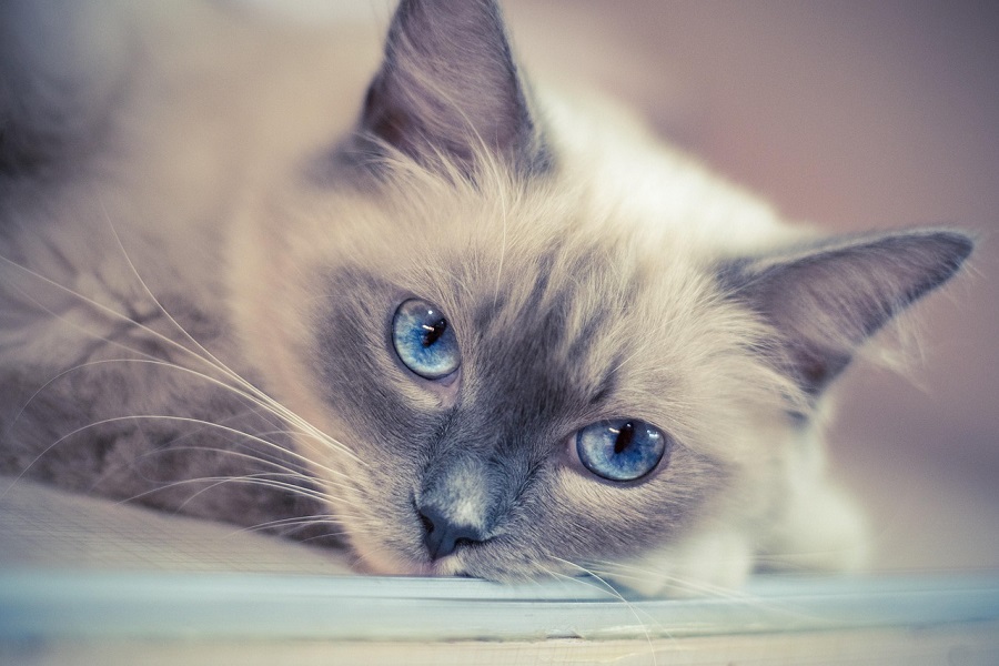 Chat