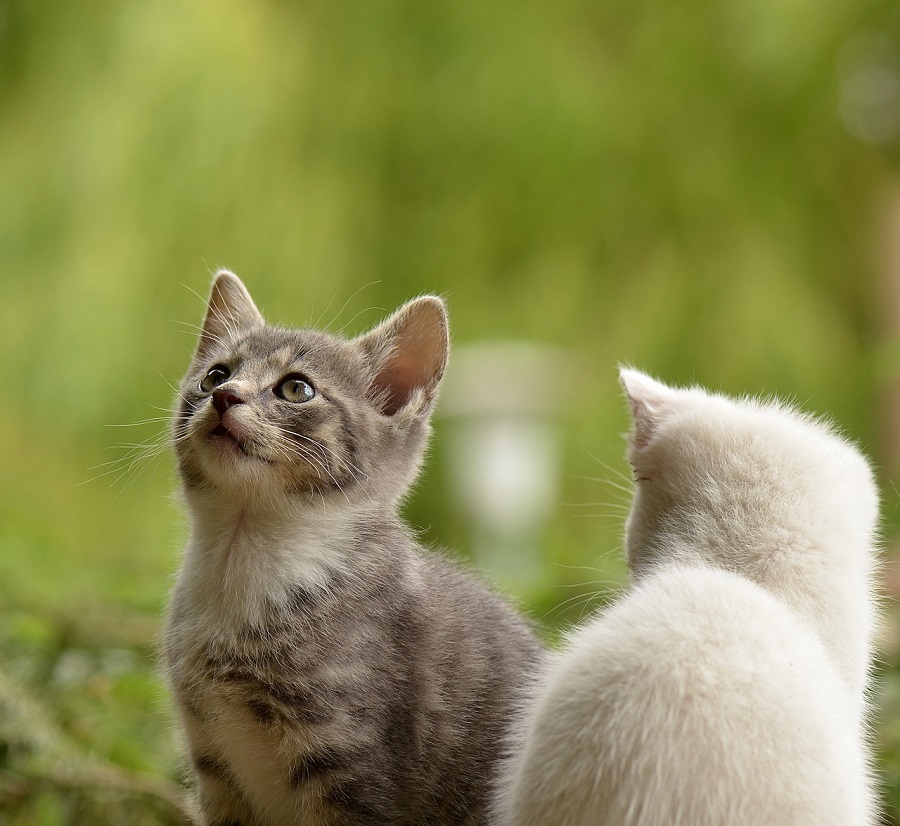 Chat