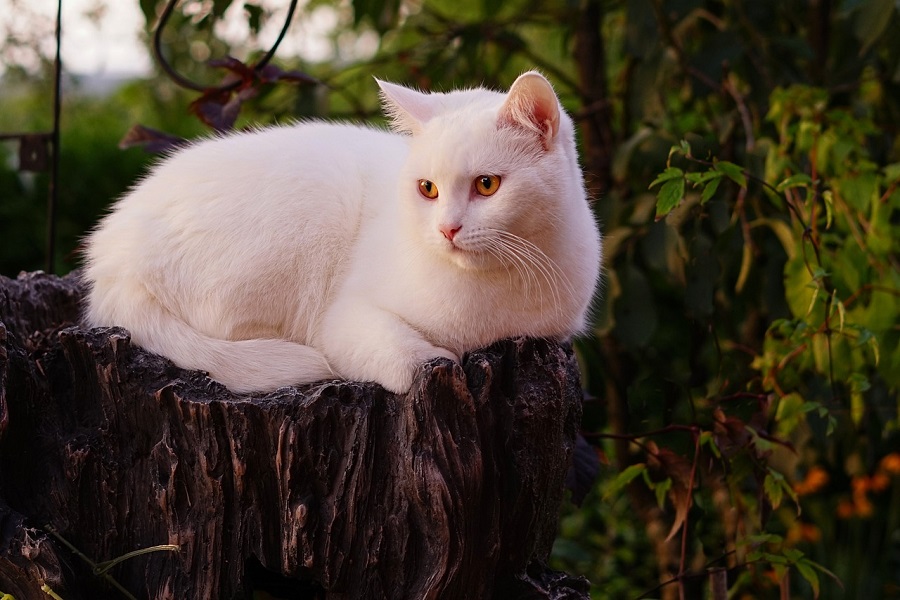 Chat