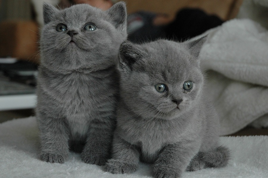Chat
