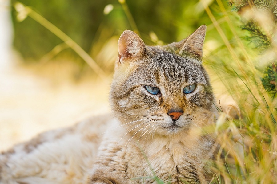 Chat