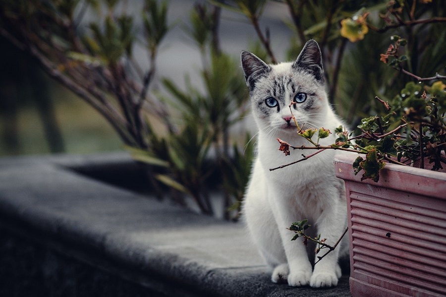 Chat