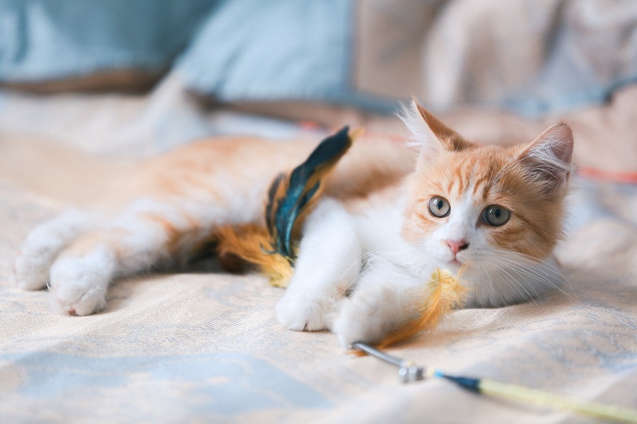 Chat