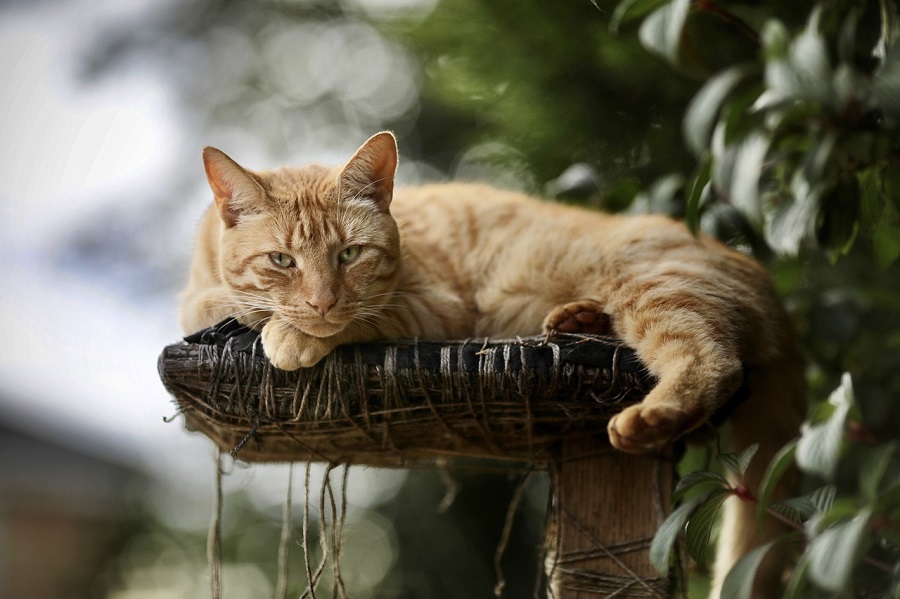 Chat