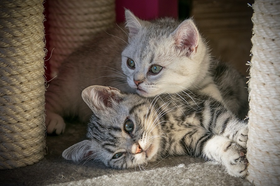 Chat