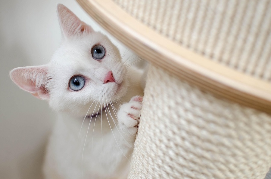 Chat