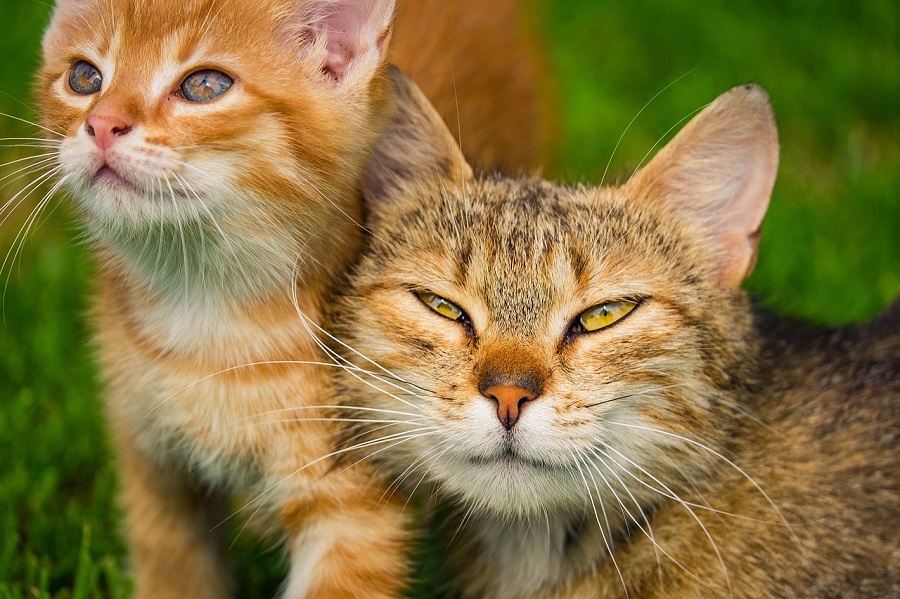 Chats