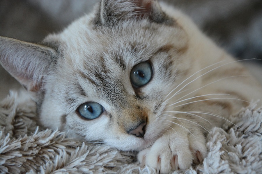 Chat