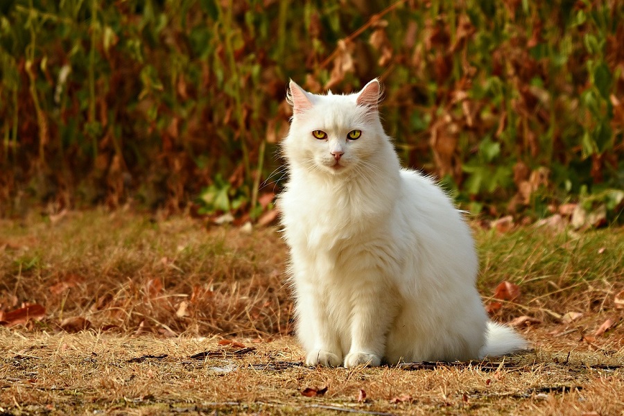 Chat