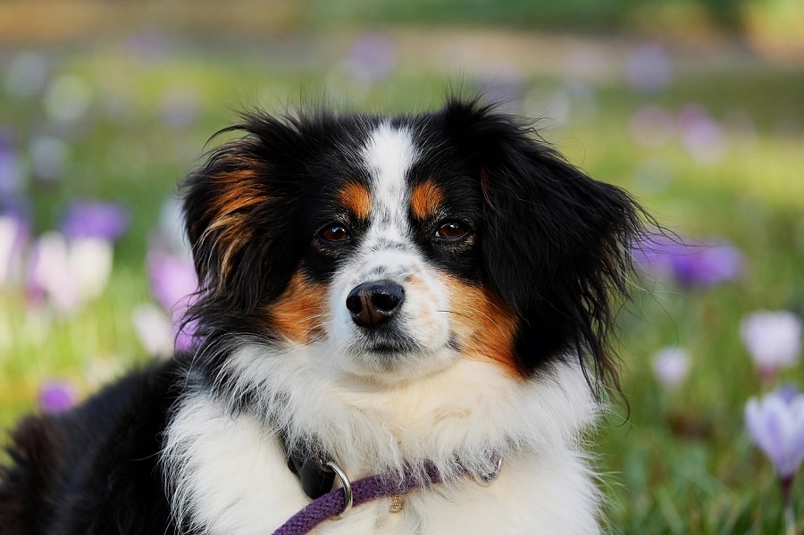 Chien