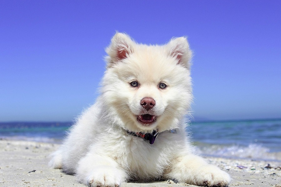 Chien