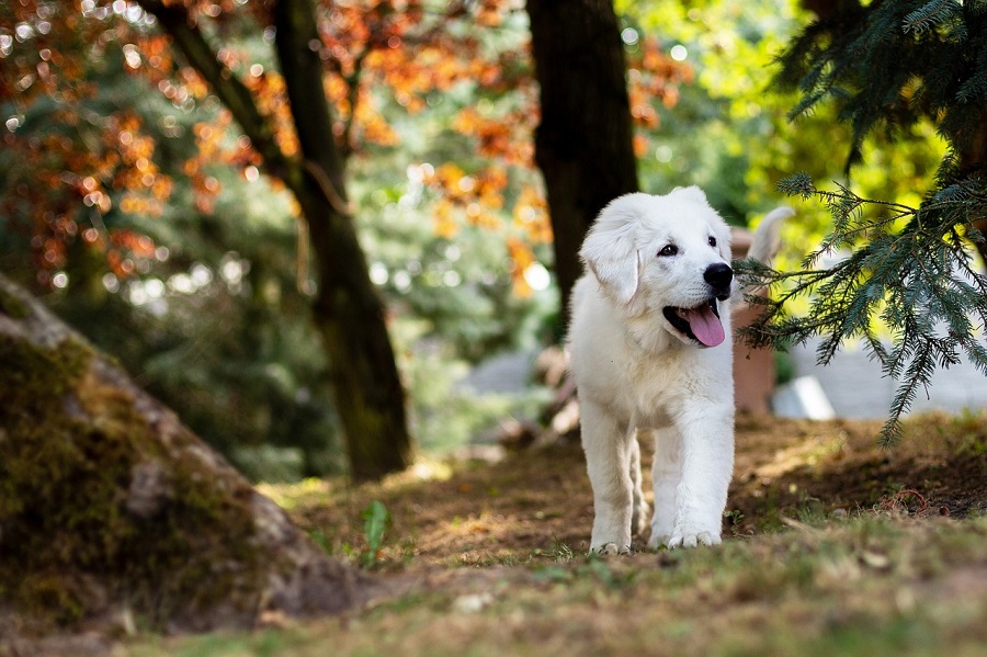 Chien
