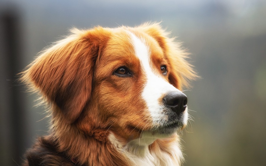 Chien