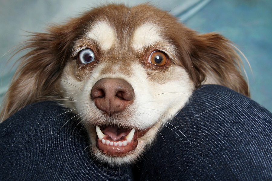 Chien