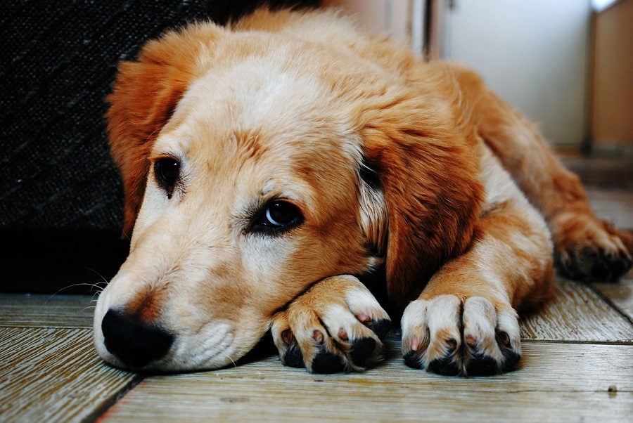 Chien