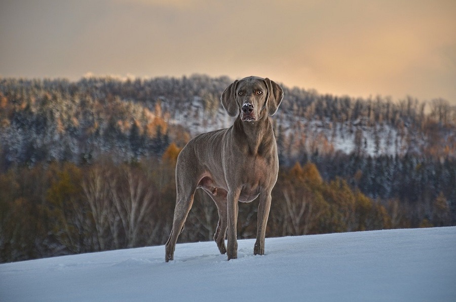 Chien