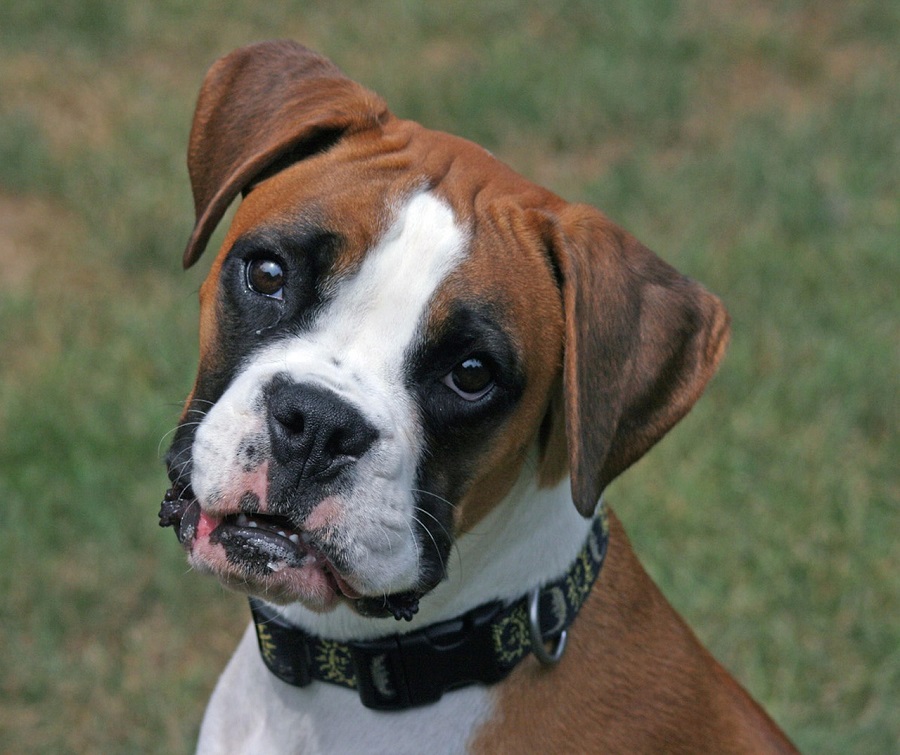Chien