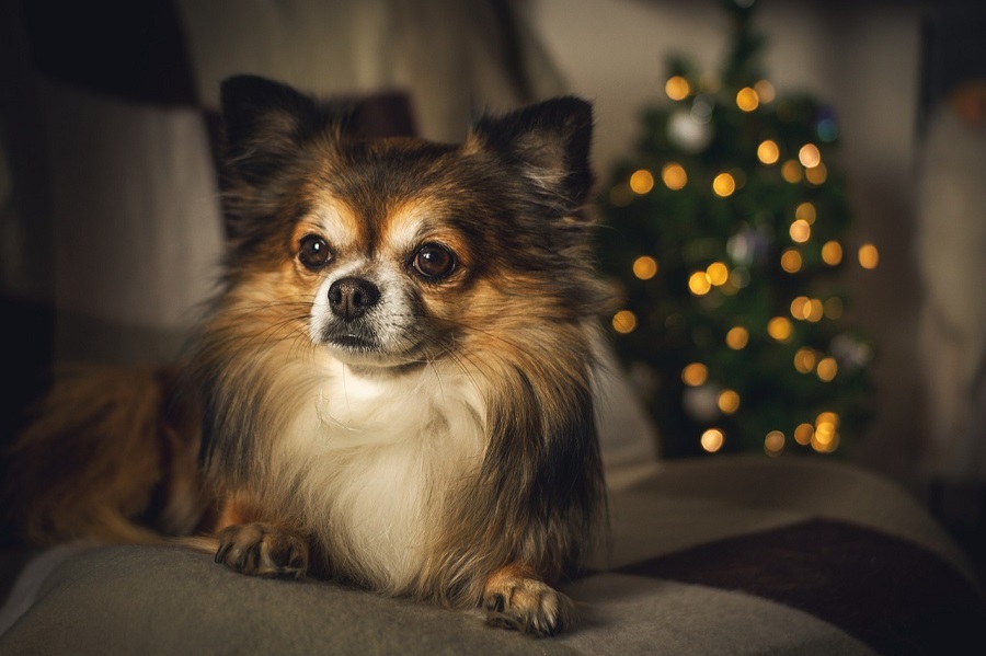 Chien
