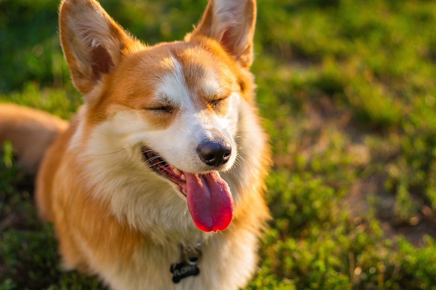 Chien