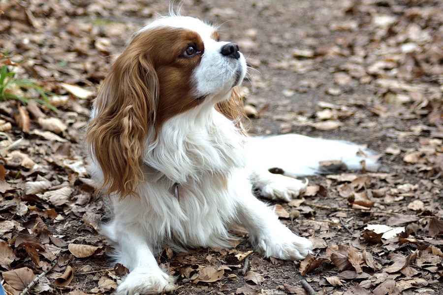 Chien