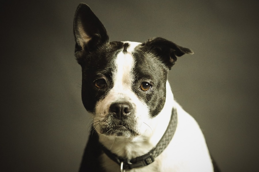 Chien