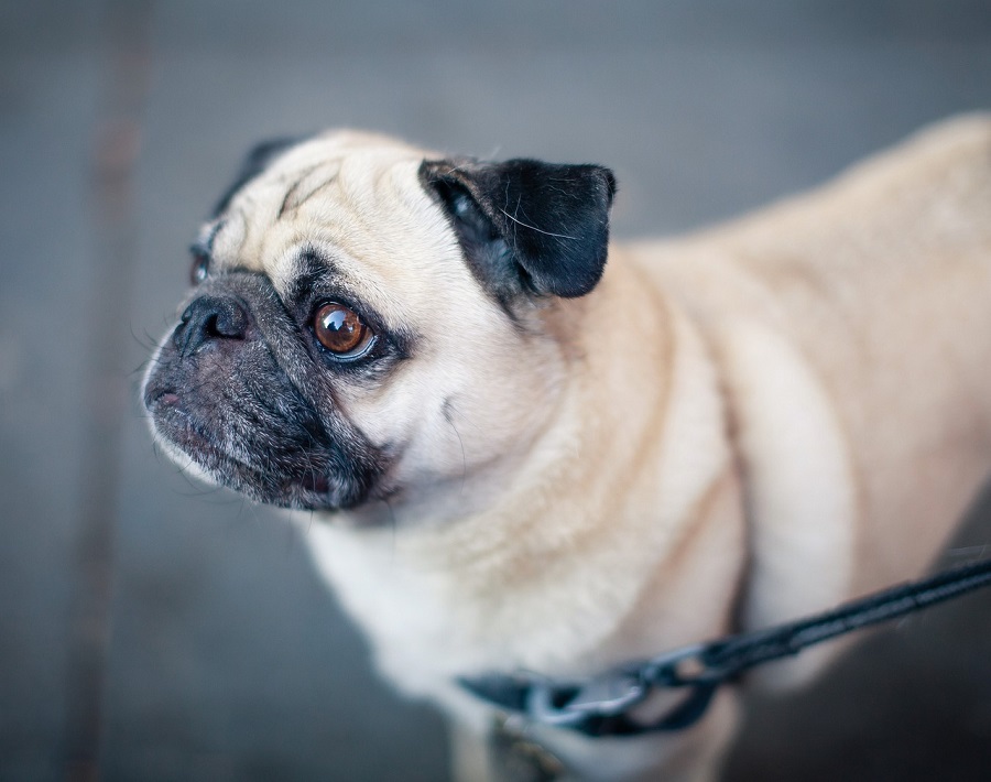 Chien