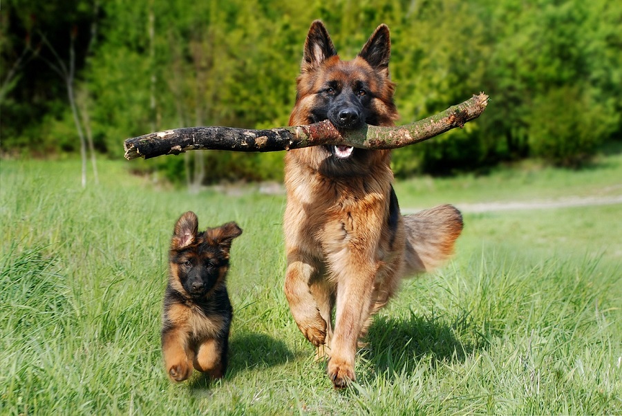 Chien
