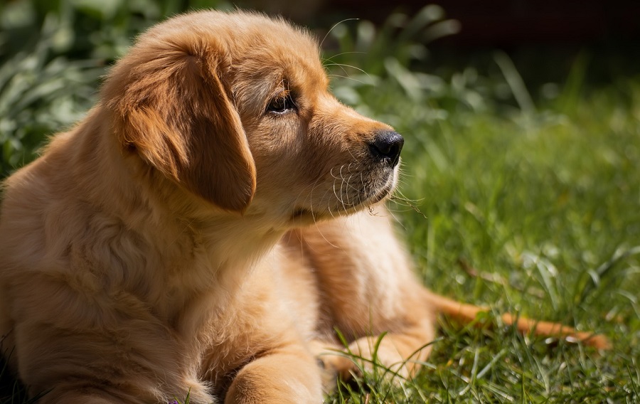 Chien