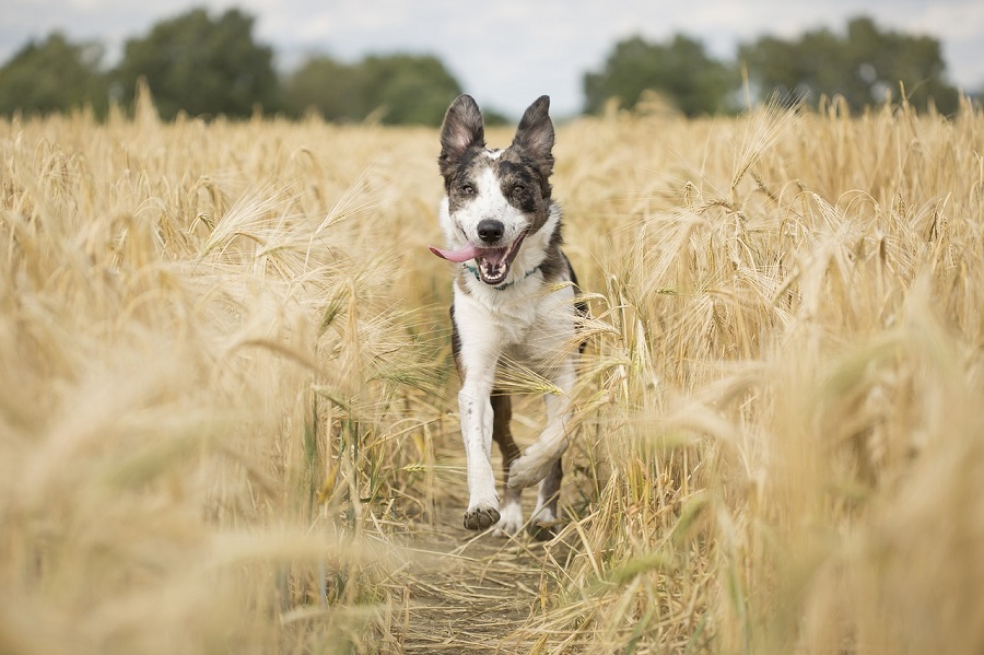 Chien