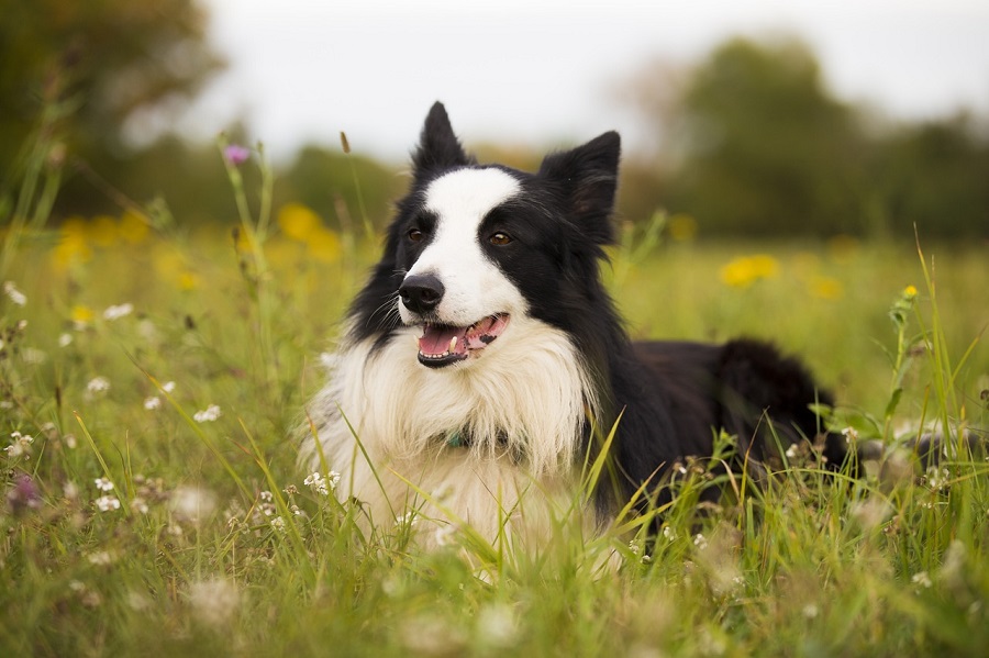Chien