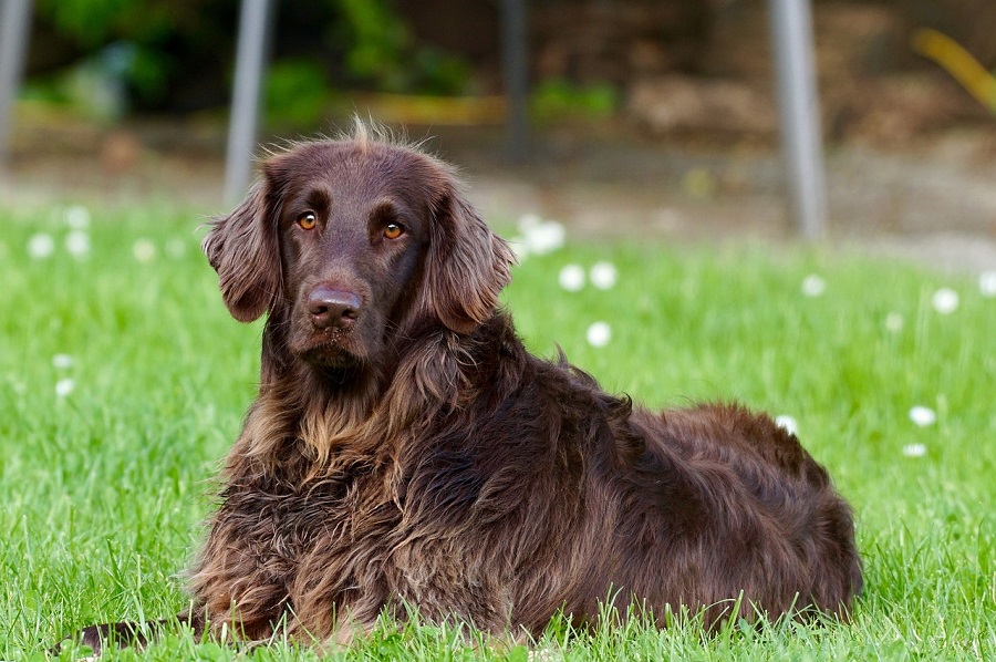 Chien
